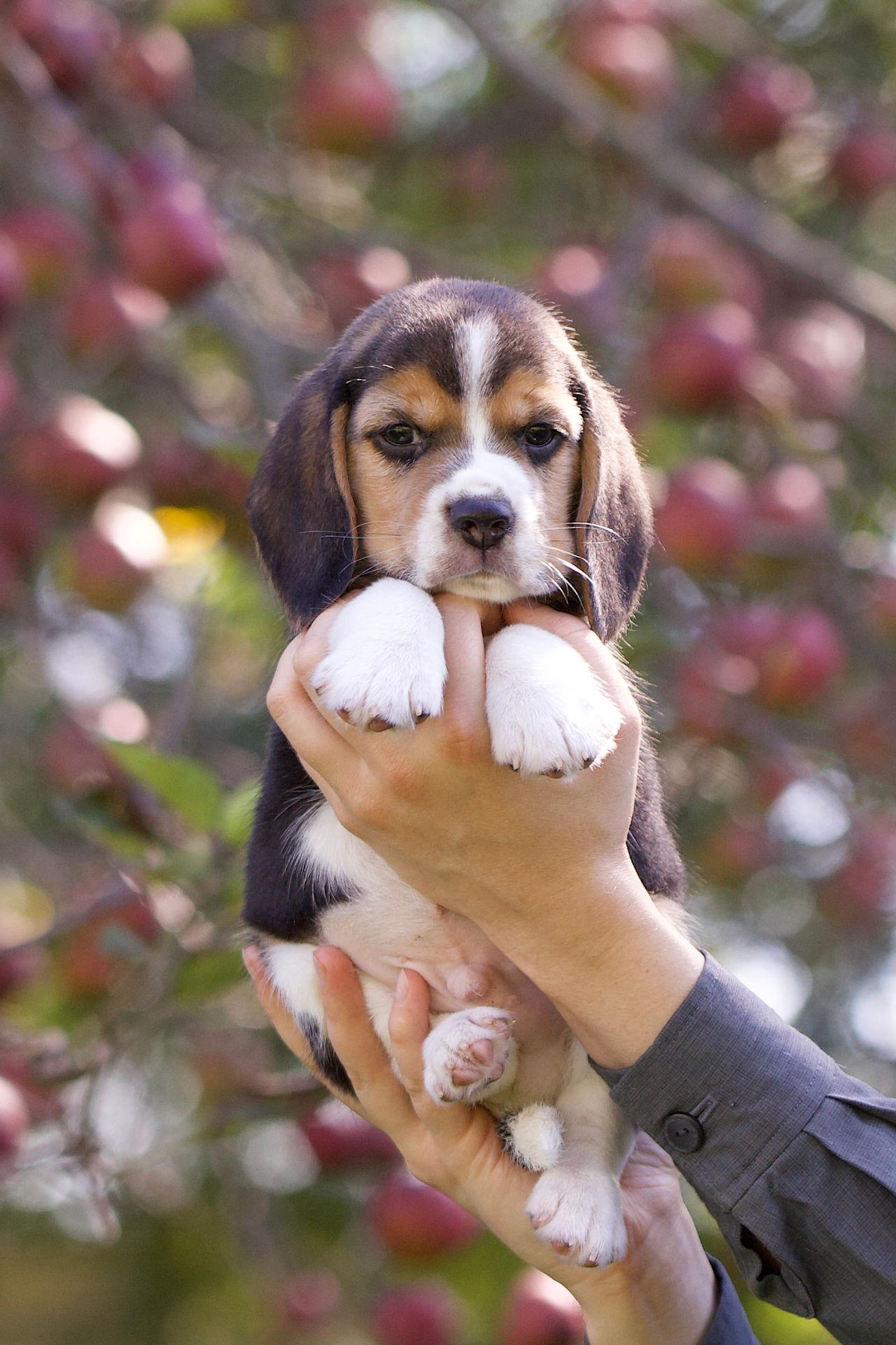 Registered beagle puppies