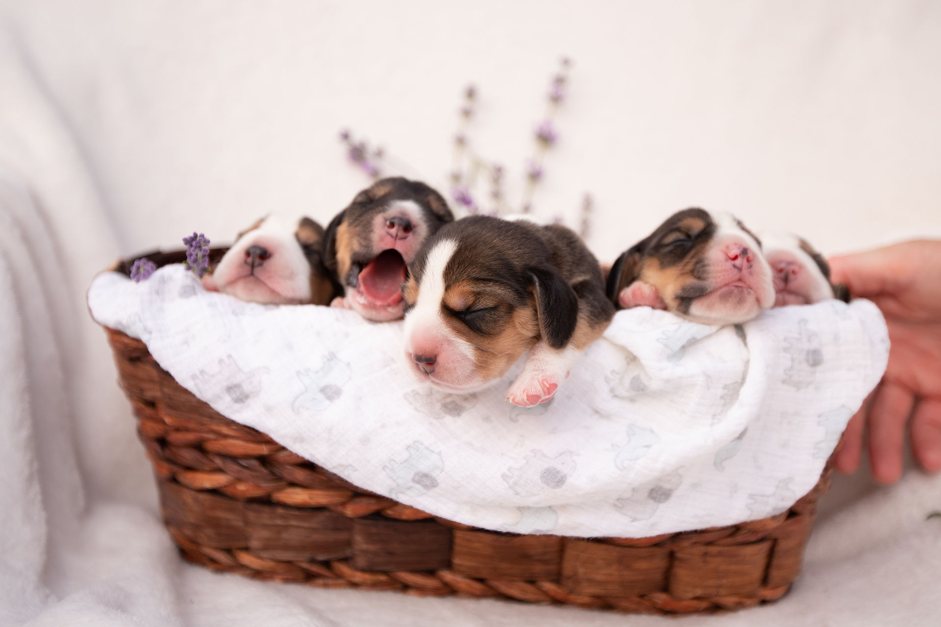 Beagle puppies for sale in Indiana