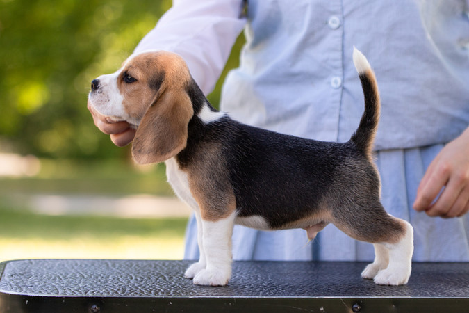 show beagles for sale