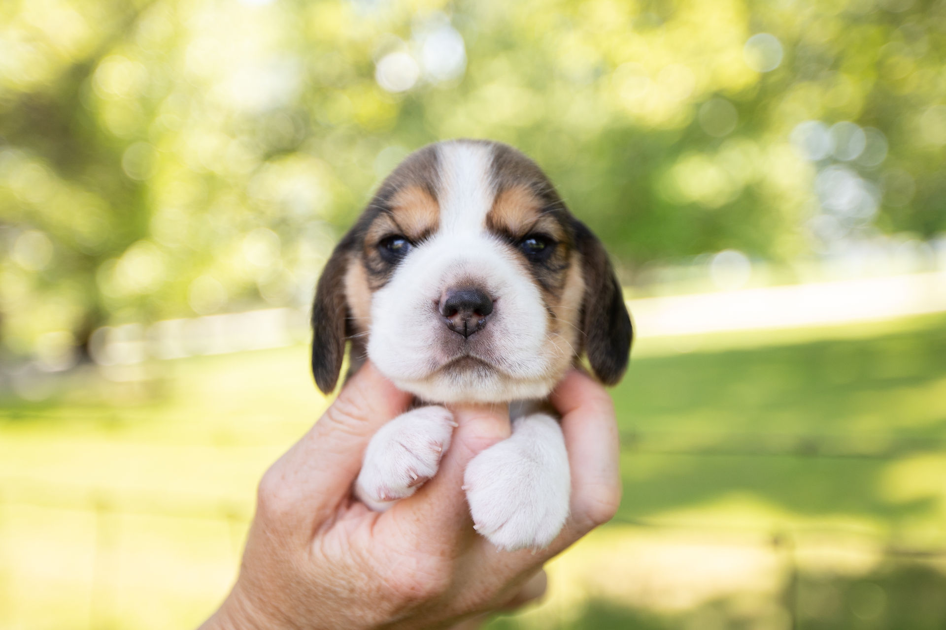 Indiana Beagles