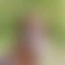 beagle puppies for sale