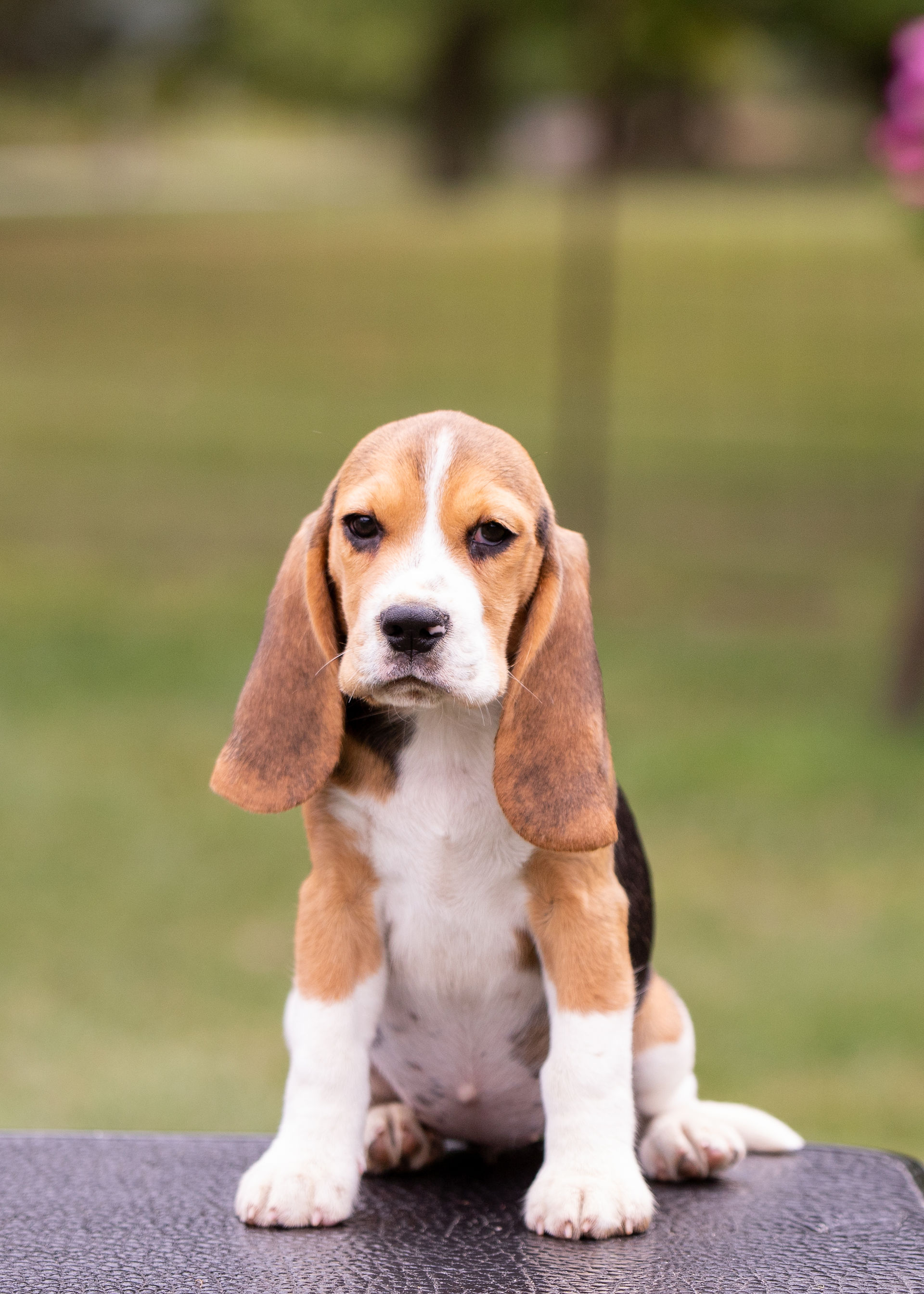 AKC beagle puppies