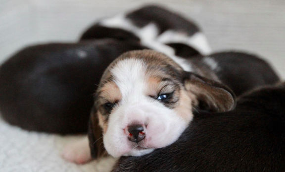 beagle puppies