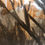 Thumbnail: All the leaves are brown, and the sky is grey