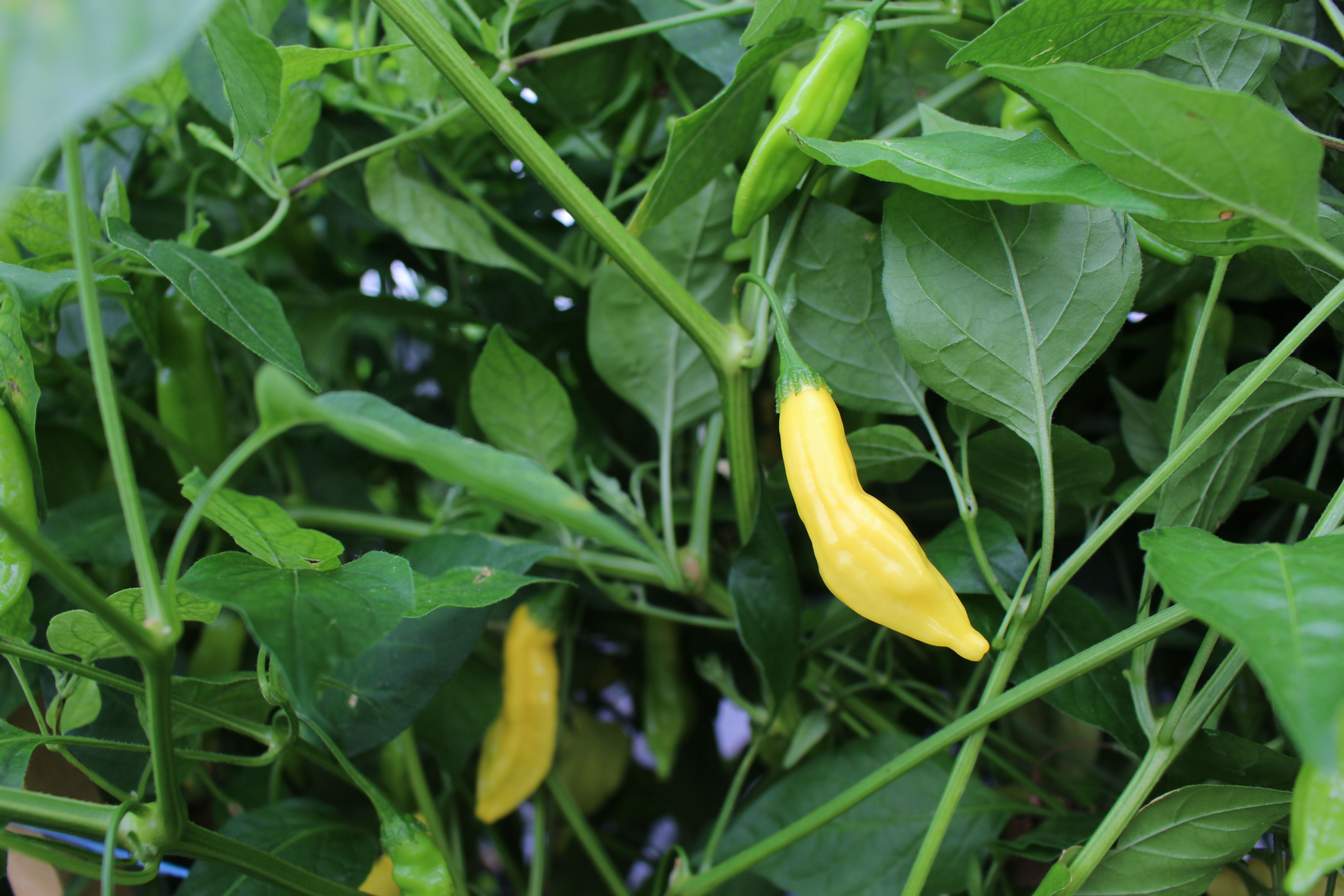 Lemon Drop - Chilipflanze