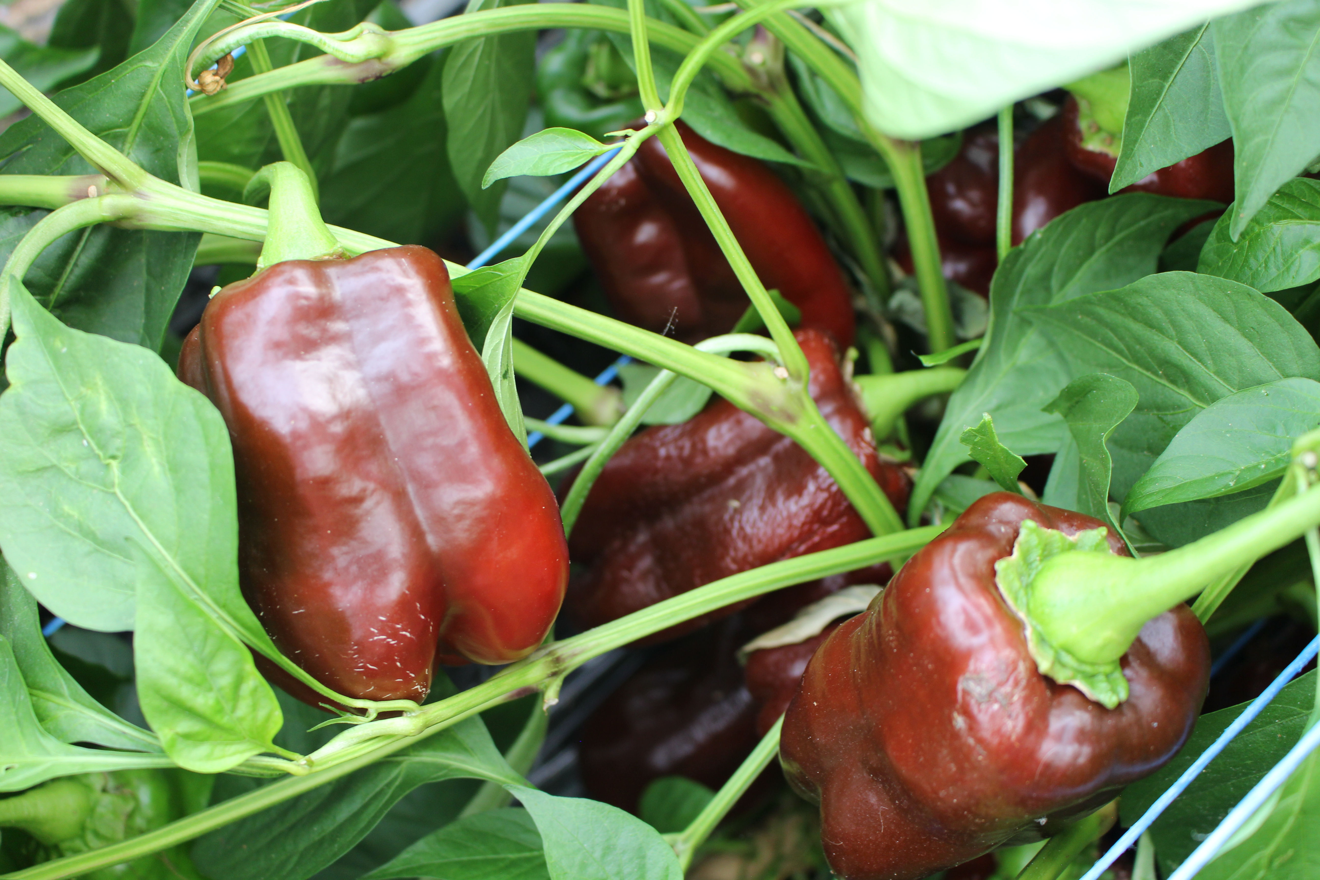 Chocolate Beauty Paprika - Chilipflanze