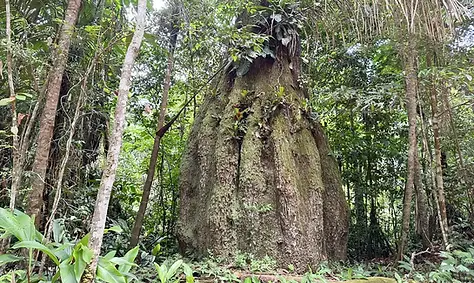 floresta_amazonica_conservada_em_caracarai_rr.webp