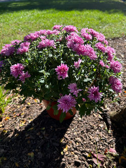Fall Mums