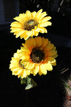 Sunflower in the Dark
