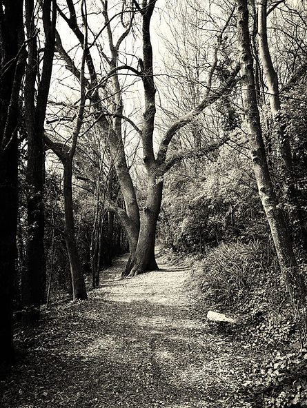 Foto Weg mit Baum.jpg
