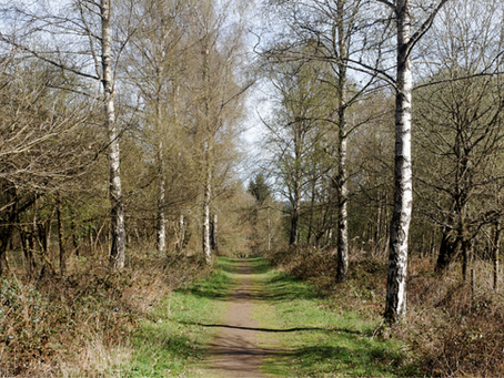 Marshland Meander: Dunwich to Walberswick