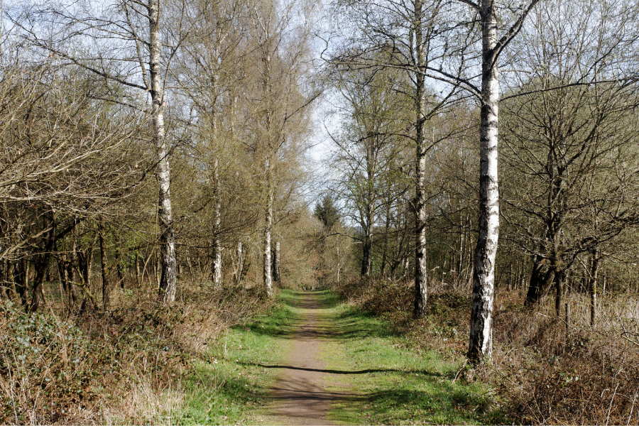 Marshland Meander: Dunwich to Walberswick