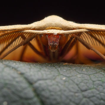 Blood veined moth