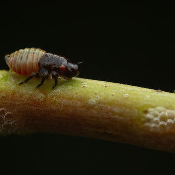 froghopper nymph