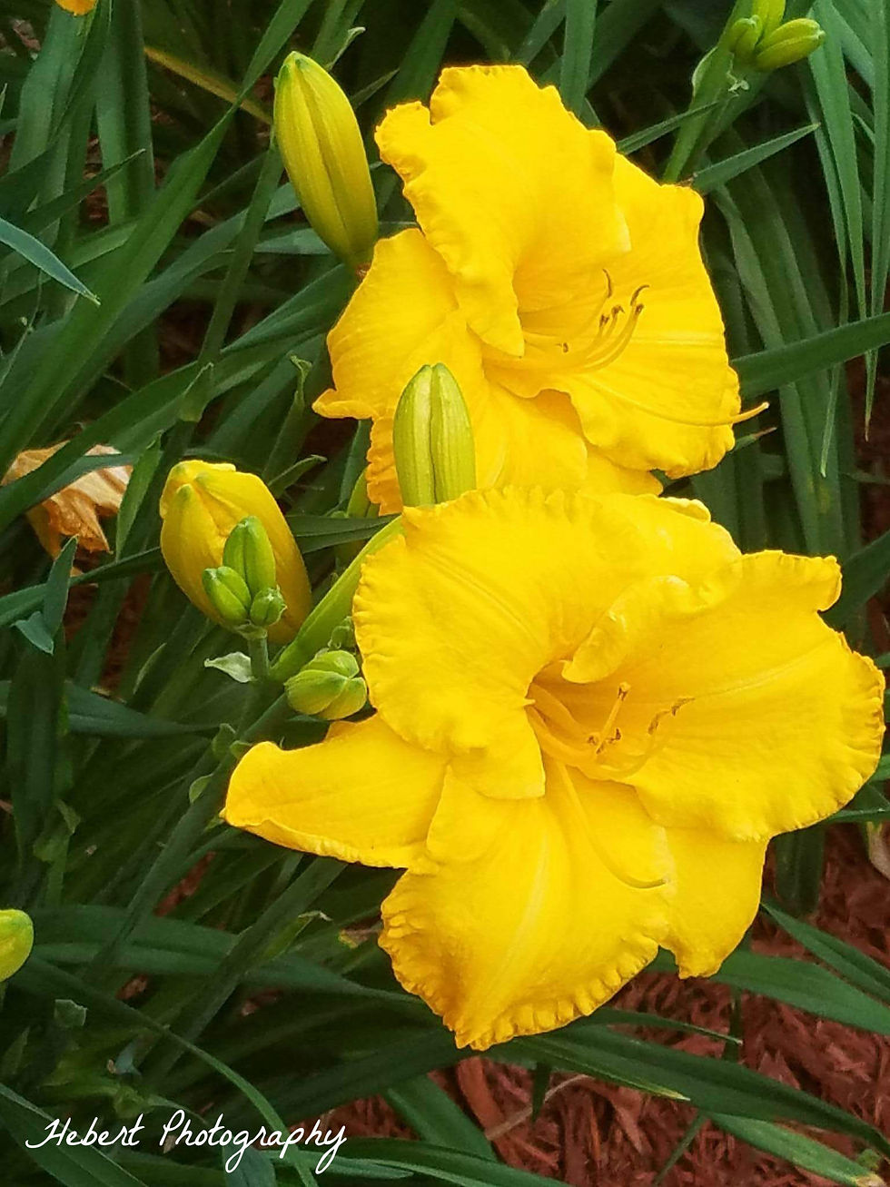 yellow lilly
