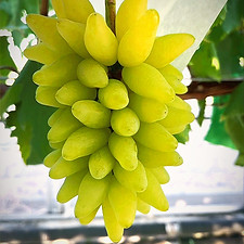 LINE_ALBUM_ぶどう資料_260708_5_edited.jpg