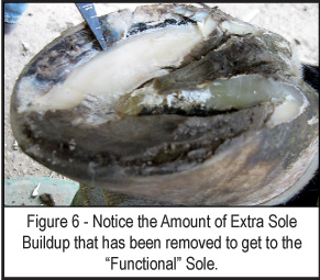 height of wall relative to sole