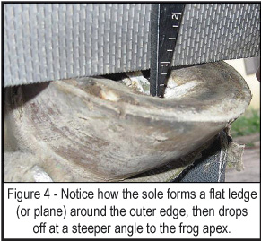 measuring the depth of the frog