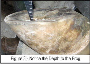 measuring depth of the frog