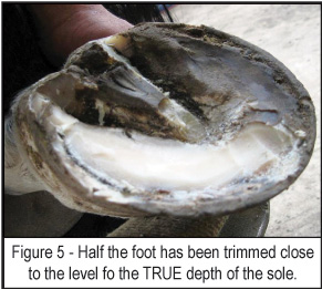 amount of sole in relation to frog apex