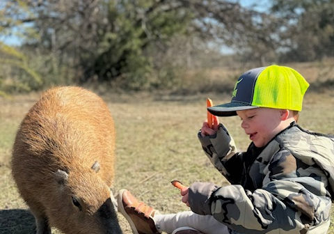 Ox Ranch Capybara Interaction