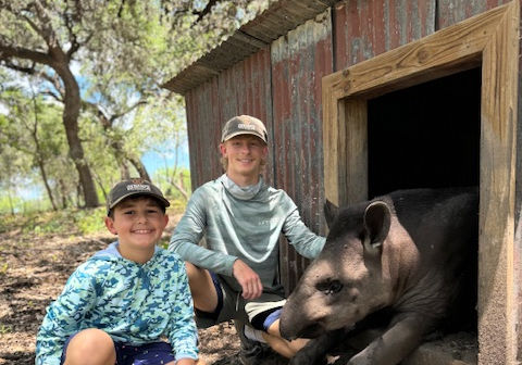 Ox Ranch Tapir Interaction