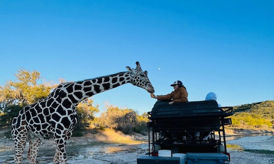 Ox Ranch Giraffe Interaction