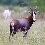 Blesbok