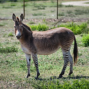 Zonkey
