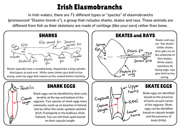 Irish Elasmobranchs Introduction.png