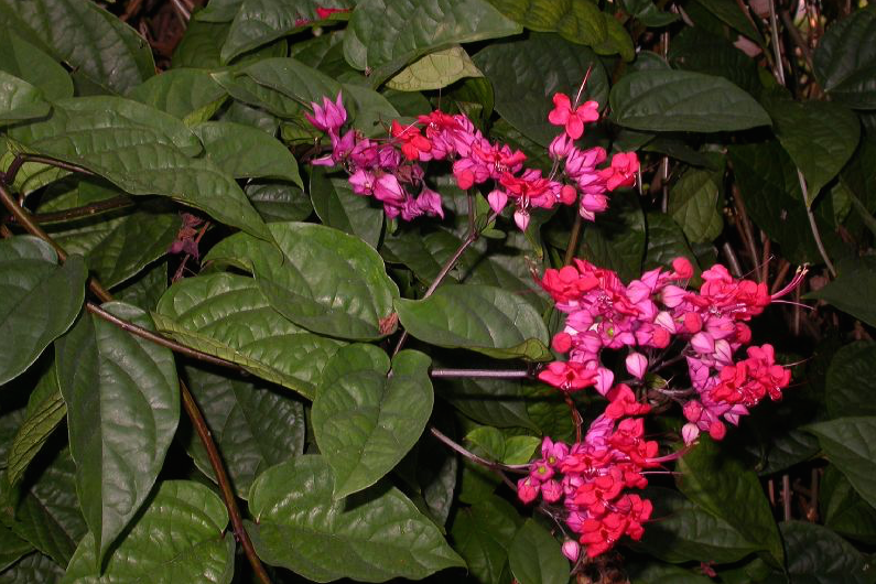 Close up of CLERODENDRUM THOMSONIAE VAR. "DELECTUM" Purple Bleeding Heart Vine