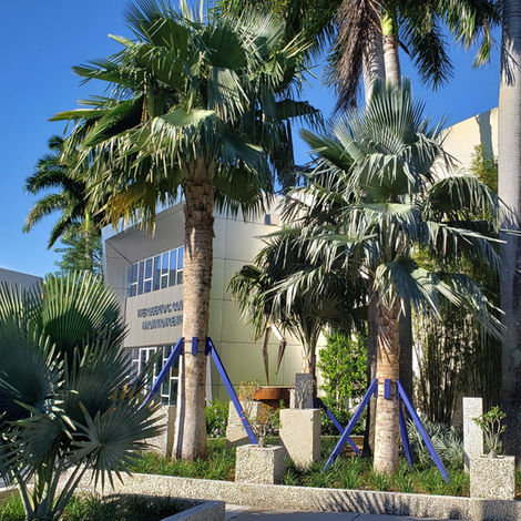 Belen Jesuit School Copernicia Garden

Display of Rare Cuban Palms