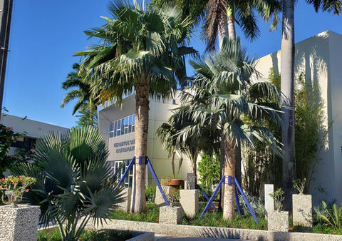 Belen Jesuit School Copernicia Garden

Display of Rare Cuban Palms