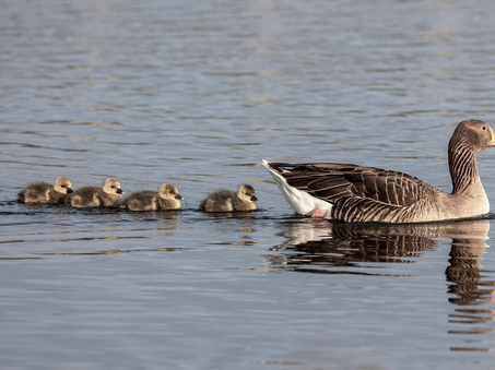Planifier la transmission du patrimoine