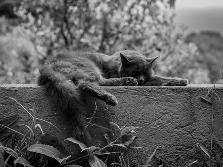 Lazy Investing : Guide complet pour réussir votre investissement passif