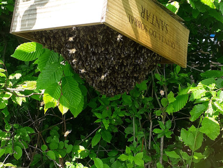 Eine tolle Bienen und Honig Saison 2026. Mit viele Schwarme