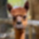 Meet the alpacas