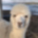 Meet the alpacas
