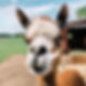 Meet the alpacas