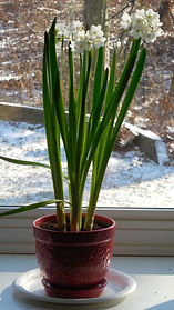 Paperwhites 2019.JPG