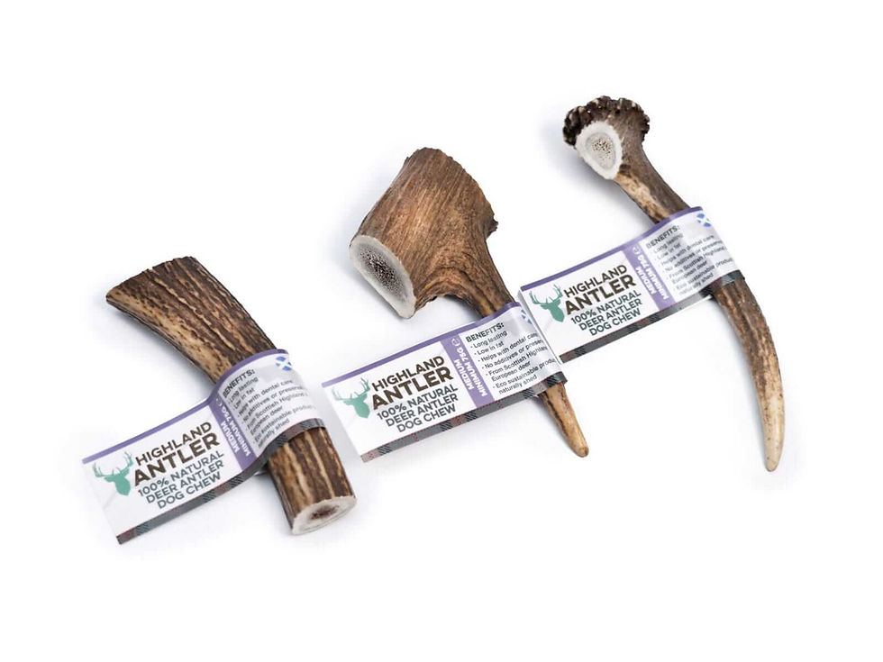 Thumbnail: Deer Antlers