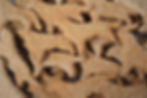 Thumbnail: Chicken Labradors