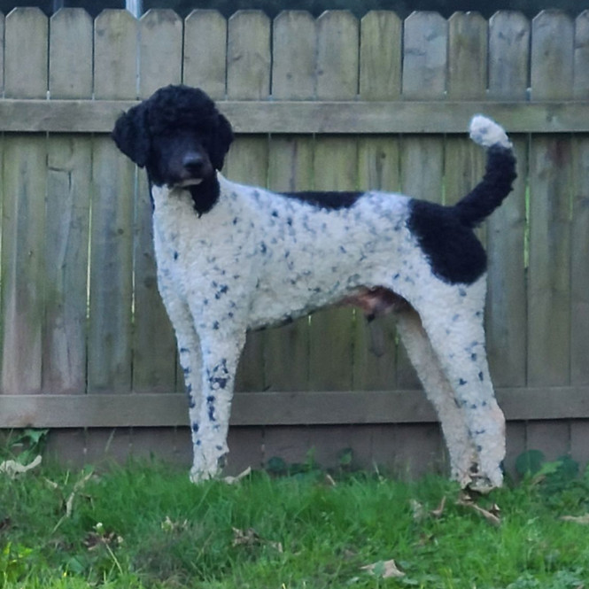 Mickey Bigelow Poodles