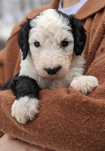 Bigelow Sheepadoodles Puppy