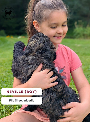 Bigelow Sheepadoodle Puppy (3).jpg