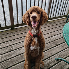 Franklin Sire Bigelow Poodles.jpg