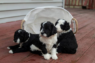 Three Sheepadoodle Puppies