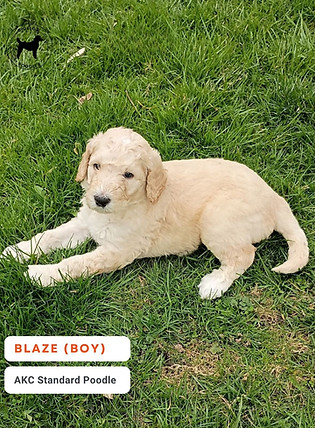 Bigelow Poodle Puppy.jpg