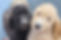 Two Bigelow Poodles Puppies - Black and Cream
