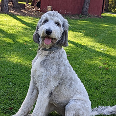 Bigelow Poodles Sheepadoodle Freyja